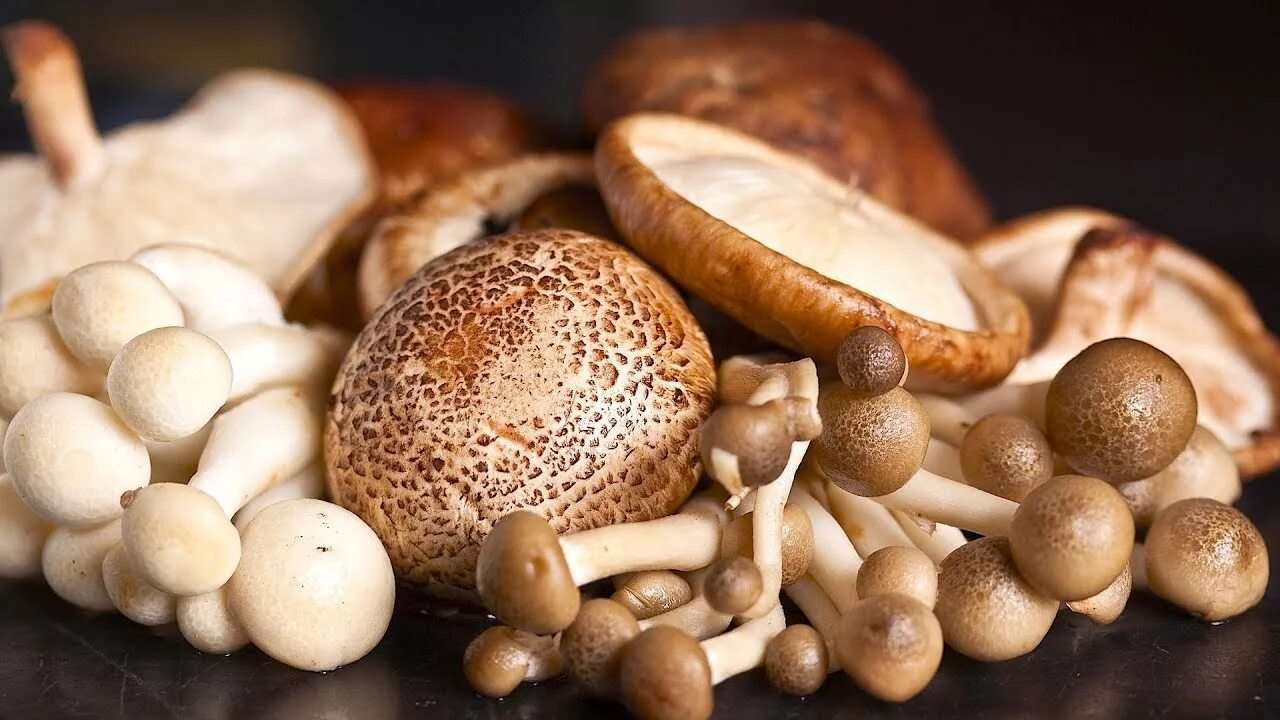 Грибные антибиотики